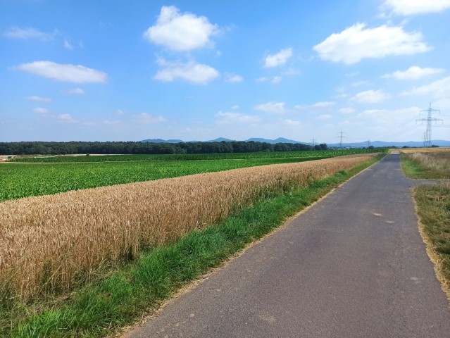 Field near meckenheim